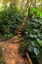 Forest trail near El Nicho waterfalls, Cuba Royalty Free Stock Photo