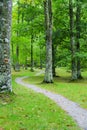 Forest trail. A path crosses a forest of green oak trees, Navarre Royalty Free Stock Photo
