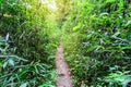 Forest trail pathway for running in national park