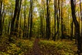 Forest trail in Pictured Rocks National Lakeshore, Munising, MI Royalty Free Stock Photo