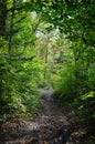 Forest trail, Primorye, Russia