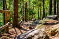 Forest trail road landscape photo sunny day