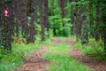 forest trail road and sign Royalty Free Stock Photo