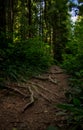 Forest trail roots wood land fantasy landscape scenic view of April season time vertical nature photo Royalty Free Stock Photo