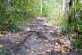 Forest trail with roots and yellow leaves