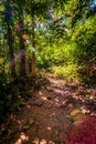 Forest trail scene. in deep woodland Royalty Free Stock Photo