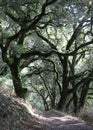 Forest Trail Under Oaks Royalty Free Stock Photo