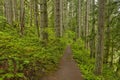 Forest trail in Silver Falls State Park Royalty Free Stock Photo