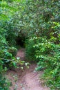 Forest trail soaked after rain view from behind the bushes