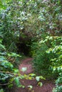 Forest trail soaked after rain view from behind the bushes, Selective focus