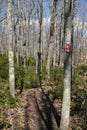 Forest Trail in Spring With Colorful Trail Markers