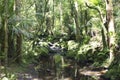 Forest trail with a stream Royalty Free Stock Photo