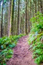 A forest trail with the sun shining through the foliage in Heceta Head Lighthouse State Park Florence, Oregon Royalty Free Stock Photo