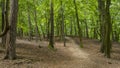 Forest trail through tall trees with green Royalty Free Stock Photo