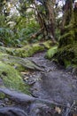 Forest trail with tree roots and moss in the ground Royalty Free Stock Photo