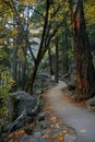 Forest trail Yosemite Royalty Free Stock Photo