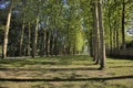 Forest trails on the Versailles France