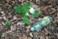 forest trash summer outside polute earh ecology Royalty Free Stock Photo