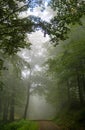 Forest tree alley engulfed in deep mist