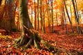 Forest tree autumn nature red color