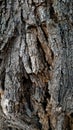 Forest Tree Bark Closeup Of Nature