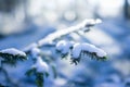 Forest tree branch snow winter, High quality photo