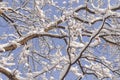 Forest tree branches covered with snow against natural blue sky Royalty Free Stock Photo