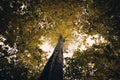 Forest tree canopy in Autumn Royalty Free Stock Photo