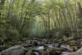 Forest tree create canopy of Big Creek River Royalty Free Stock Photo