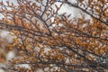 Forest tree detail, tierra del fuego, argentina