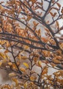 Forest tree detail, tierra del fuego, argentina