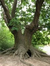 Forest Tree Epping Forest London Royalty Free Stock Photo