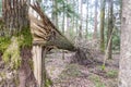 Forest tree felled in a storm