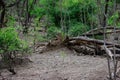 Forest Tree Felling after Thunder Lightening Strike during Monsoon Season in India