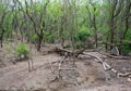 Forest Tree Felling after Thunder Lightening Strike during Monsoon Season in India