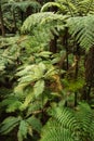 Forest of Tree Ferns and Giant Redwoods in Whakarewarewa Forest near Rotorua