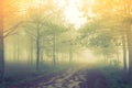 Forest tree during a foggy day Royalty Free Stock Photo