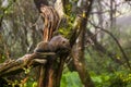 forest, tree, furry, cute, squirrel