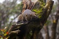 forest, tree, furry, cute, squirrel