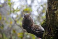 forest, tree, furry, cute, squirrel