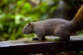 forest, tree, furry, cute, squirrel