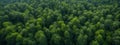 Forest and tree landscape texture abstract background, Aerial top view forest atmosphere area, Texture of forest view from above, Royalty Free Stock Photo