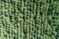 Forest and tree landscape texture abstract background, Aerial top view forest atmosphere area, Texture of forest view from above, Royalty Free Stock Photo