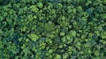 Forest and tree landscape texture background, Aerial top view forest, Texture of forest view from above Royalty Free Stock Photo