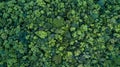 Forest and tree landscape texture background, Aerial top view forest, Texture of forest view from above Royalty Free Stock Photo