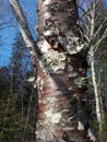 Forest Tree Lichens on trees Nature