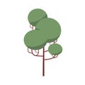 Forest tree with lush leafy crown and trunk. Wood deciduous plant with leaf, branches. Botanical flat cartoon vector