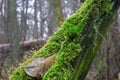 forest tree mushroom sky winter cold beauty greens growth nature Royalty Free Stock Photo