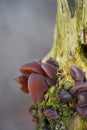 Forest tree mushrooms - edible mushroom Auricularia auricula-judae, known as the Jew`s ear, wood ear, jelly ear, pepeao Royalty Free Stock Photo