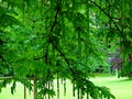 forest, tree, nature, green, trees, landscape, spring, wood, leaf, summer, park, woods, foliage, environment, road, light, path Royalty Free Stock Photo